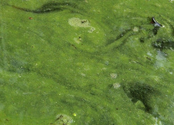 Anabaena sphaerica1