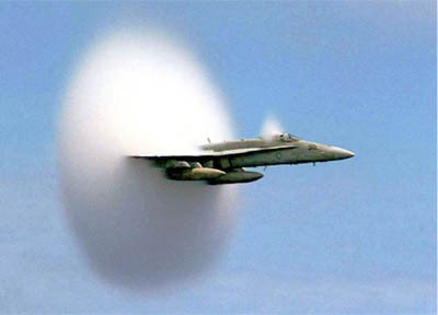 hornet
