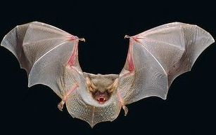 Myotis myotis