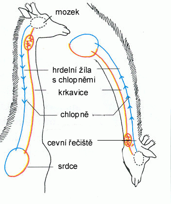 irafa