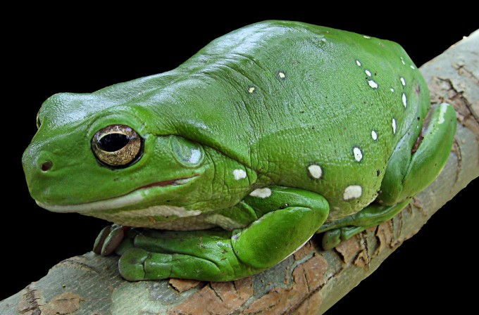 litoria