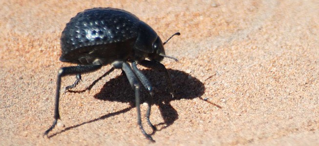 beetle